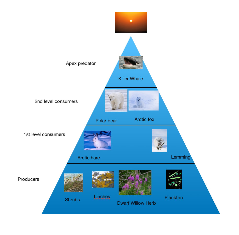 Energy Pyramid - ARCTIC TUNDRA